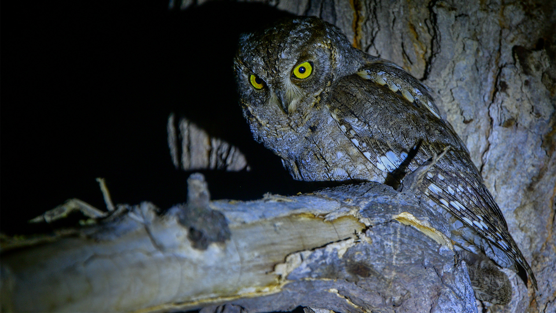 Eurasian Scops-Owl — Ana fotoğraf